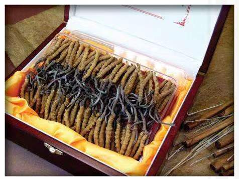 策勒冬虫夏草回收